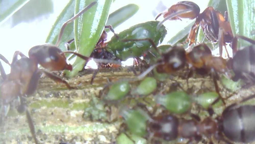 Waldtrachtbeobachtung an der Fichte und Tanne.